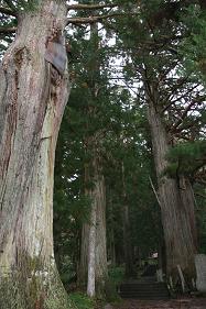 熊野神社の老杉