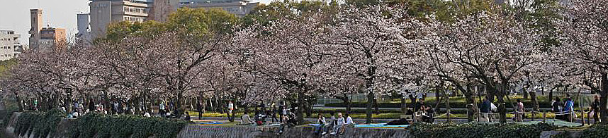 元安川沿いの桜